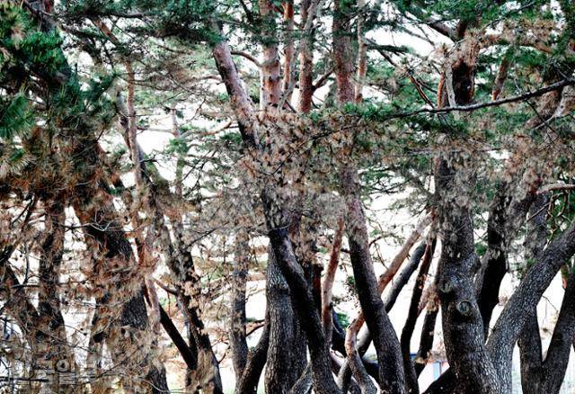 화마가 할퀴고 지나간 경북 안동 개호송 숲에 누렇게 말라 죽어가는 소나무와 화마를 피해 살아남은 소나무의 푸른 잎이 공존하며 대조를 보이고 있다.