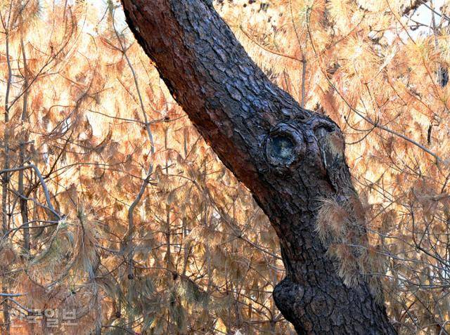 화마가 할퀴고 지나간 경북 안동 개호송 숲의 소나무 잎사귀들이 누렇게 말라가며 비현실적인 풍경을 자아내고 있다.