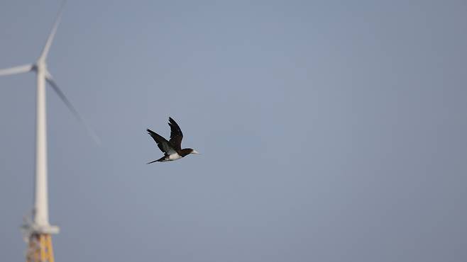 오늘(5일) 오전 제주도 구좌읍 상공에서 발견된 '갈색얼가니새' (사진, 다큐제주)