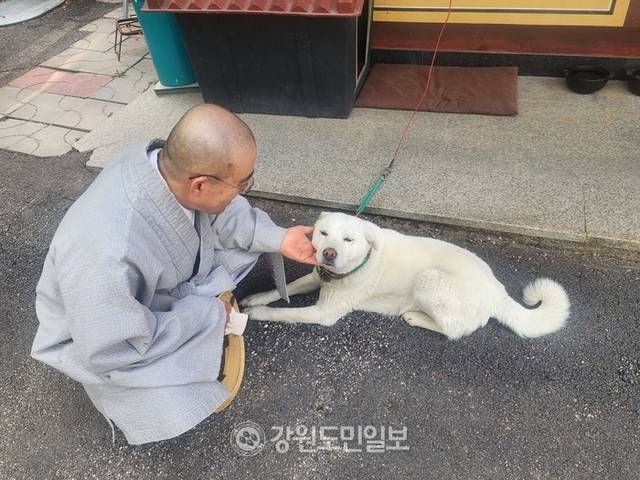 ▲ 천은사를 지키는 ‘도솔이’를 보고 있는 동은스님. 얼마 전 아랫 마을에서 사고를 치는 바람에 잠시 목줄을 했다고 한다. ‘도솔이’도 업보를 받아들이는 중이 아닐까 잠깐 생각이 들었다.