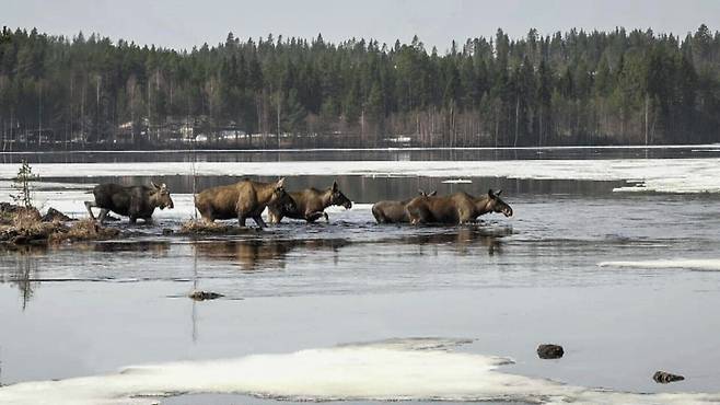 스웨덴 북부에서 강을 건너는 말코손바닥사슴 무리. /사진=AP