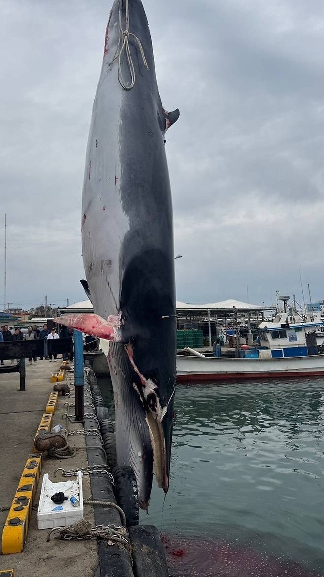 5일 경북 포항 해상에서 조업중인 어선에 혼획된 밍크고래. 연합뉴스..