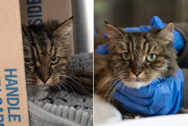 베스트프렌즈동물협회 제공