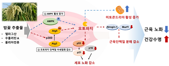 밤꽃 추출물에 함유한 엘라그산과 폴리아민류가 오토파지 활성을 증가시켜 세포노화 감소, 미토콘드리아 활성 증가 및 근육단백질 감소로 근육노화를 개선하고 건강수명을 증진한다.[한국식품연구원 제공]