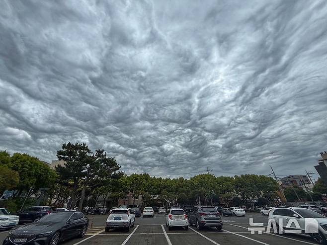 [제주=뉴시스] 5일 오전 제주도청 하늘에 거친물결구름이 관찰됐다. 구름 속 공기 덩어리 파동이 구름 안에 갇혀서 올라갔다 내려갔다를 반복하게 되는데, 그때 구름 아래가 물결치듯 일렁이게 되는 현상이다. (사진=독자 고기철씨 제공) 2025.05.05. photo@newsis.com