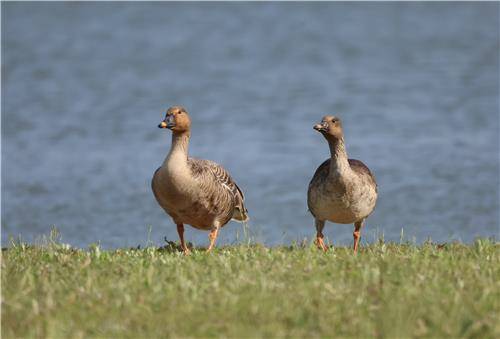 귀향하지 않고 강릉살이하는 겨울철새 큰기러기 [촬영 유형재]