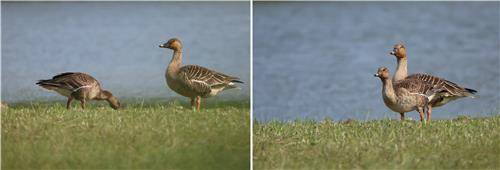 강릉에 머무는 겨울철새 큰기러기 [촬영 유형재]