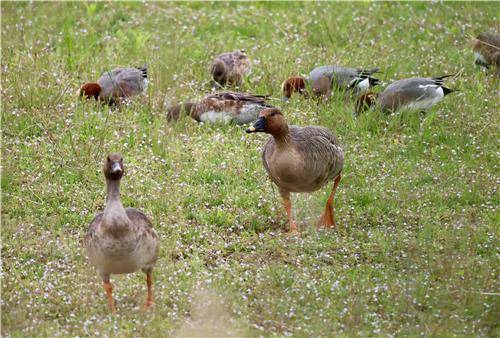 큰기러기와 홍머리오리 [촬영 유형재]