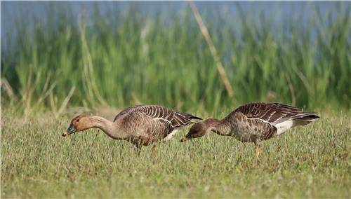 먹이활동 하는 큰기러기 [촬영 유형재]