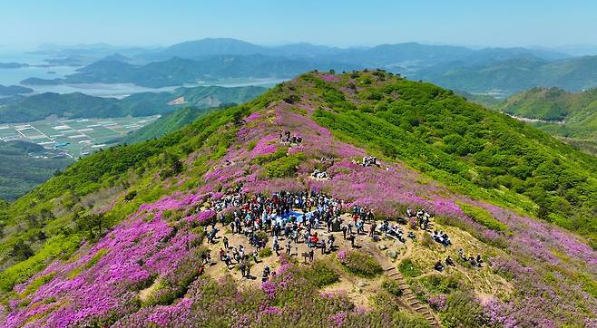 일림산 철쭉 [보성군 제공]