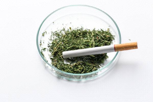 대마. (사진=게티이미지뱅크)
