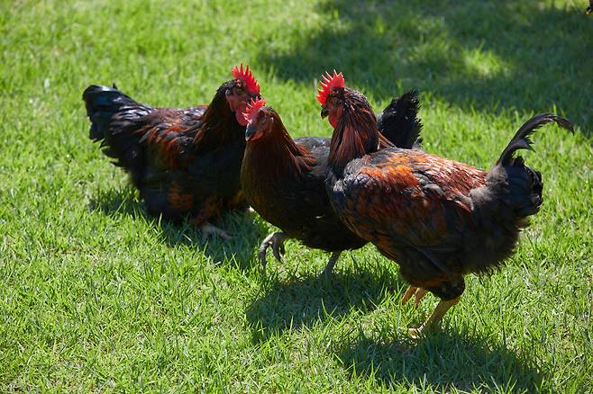 우리맛닭 실용계 (농촌진흥청 제공) 2025.05.05 /뉴스1