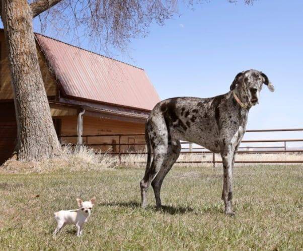 세계에서 가장 큰 개 레지널드와 가장 작은 개 펄. 기네스 세계 기록