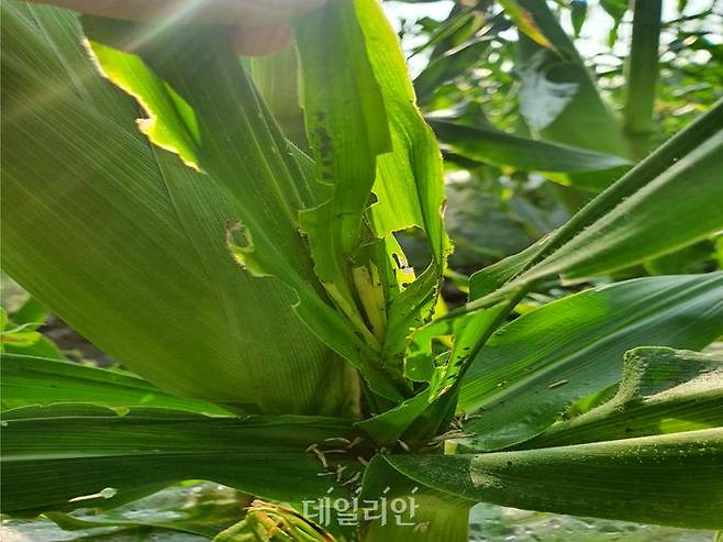 멸강나방 잎 피해. ⓒ농촌진흥청