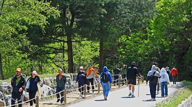 ▲ 인제군 인제읍 원대리 자작나무숲에 6일 탐방객들의 발걸음이 이어지고 있다. 인제군 제공