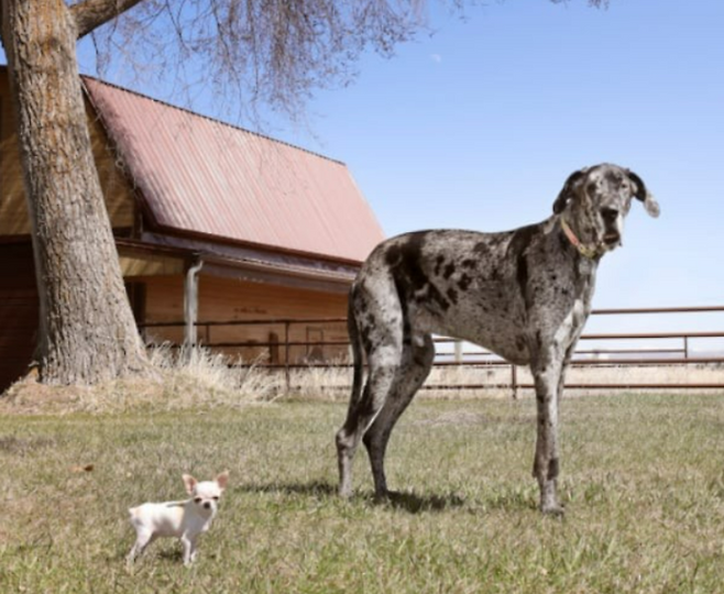 [사진 출처 = 기네스북]