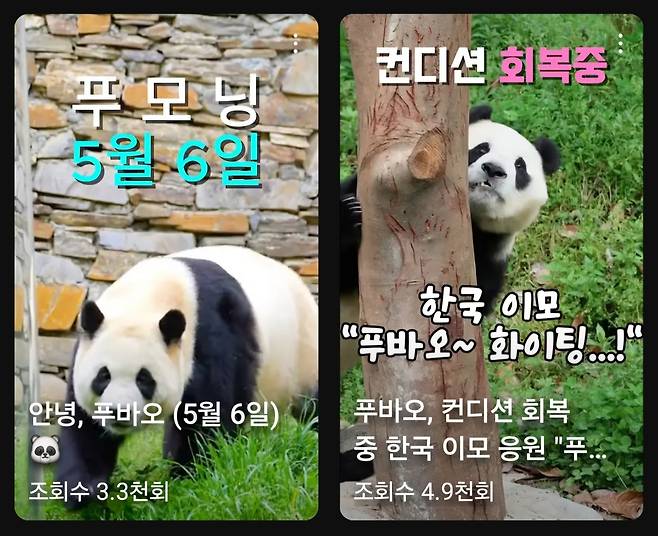 사천성 판다기지 푸바오방사장의 상황을 거의 실시간으로 알려주는 팬들의 영상 타이틀 화면. [출처=푸동푸동, 초심부터]