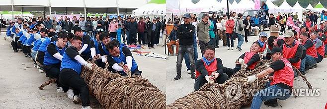 '영차영차' 단종문화제 칡줄다리기 대회 (영월=연합뉴스) 2025년 제58회 단종문화제 마지막 날인 27일 영월 동강 둔치에서 읍면 대항 칡줄다리기 대회가 펼쳐지고 있다. 2025.4.27 [영월군 제공.재판매 및 DB 금지] jlee@yna.co.kr