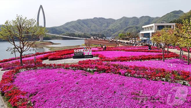 전북자치도 임실군 옥정호 붕어섬 요산공원이 붉게 물들었다. 출렁다리를 지나면 봄꽃들이 상춘객을 맞는다.(임실군제공. 재판매 및 DB금지)2025.4.29/뉴스1 ⓒ News1 김동규 기자
