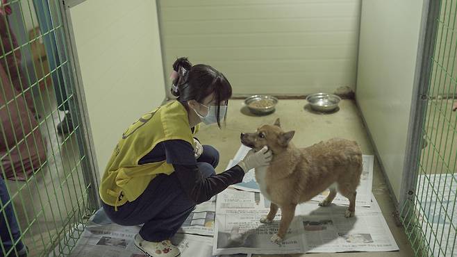 본동물의료센터 직원이 안성 평강공주 보호소에서 강아지와 교감하고 있다(동물병원 제공) ⓒ 뉴스1