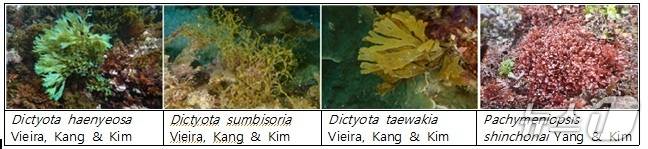 제주대학교 기초과학연구소가 확인한 미기록 해조류 4종.(제주대 제공. 재판매 및 DB 금지)