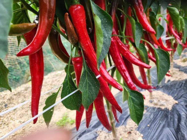괴산청결고추 사진=괴산군 제공
