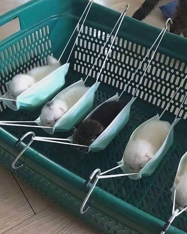 1000012731.jpg 아기고양이 전용 해먹