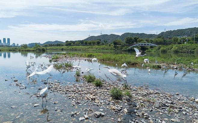 울산 태화강 백로는 매년 3월 말부터 찾아와 알을 낳고 새끼를 길러내는 여름 철새다. 울산시 제공