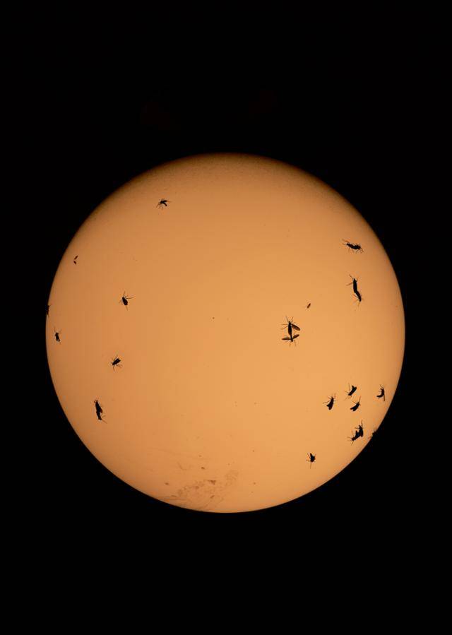 이지양 작가가 지난해 6월 서울시 종로구 구기동 집 베란다에서 촬영한 전등에 붙은 러브버그. 최태규 수의사는 책에서 "그들을(해충을) 죽이면 안 된다고 주장할 생각은 없다. 다만, 그들을 죽여도 된다는 생각은 사슴이나 염소, 고양이나 토끼가 어느 섬에 창궐했을 때 죽일 수도 있다는 생각과 비슷하다는 것을 이야기하고 싶다"고 말한다. 이지양 작가 제공