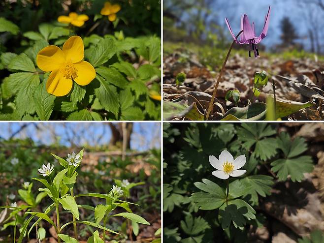 연인산에서 만난 야생화들. (왼쪽 위부터) 피나물·얼레지·개별꽃·홀아비바람꽃.