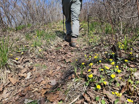 우정봉에서 정상 가는 길은 노랑제비꽃이 그득하다.