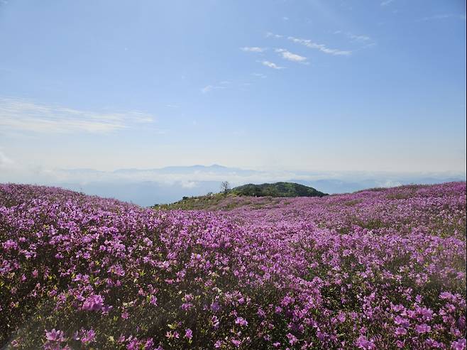 합천 황매산 철쭉 1군락지는 만개해 화려하게 수놓고 있다.