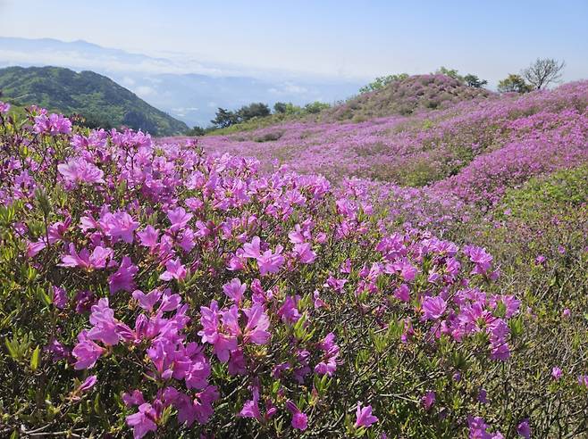 합천 황매산 철쭉 2·3군락지는 80% 이상 개화인 상태다.