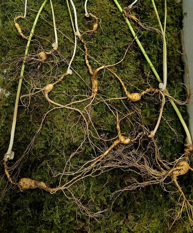 [함양=뉴시스] 경남 함양출신 약초꾼 황수철(66)씨가 지리산 자락에서 70년근 이상이 추정되는 천종산삼 30뿌리를 발견했다. (사진=황수철씨 제공) 2025.05.07. photo@newsis.com *재판매 및 DB 금지