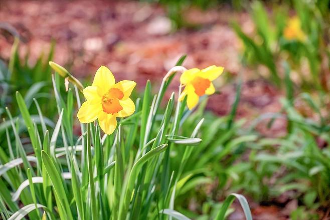 이튼 송 수선화 [사진/백승렬 기자]