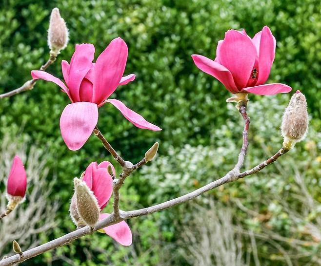 불칸 목련 [사진/백승렬 기자]