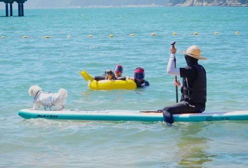 거제 댕수욕장에서 반려견과 함께 해수욕 [거제시 제공. 재판매 및 DB 금지]