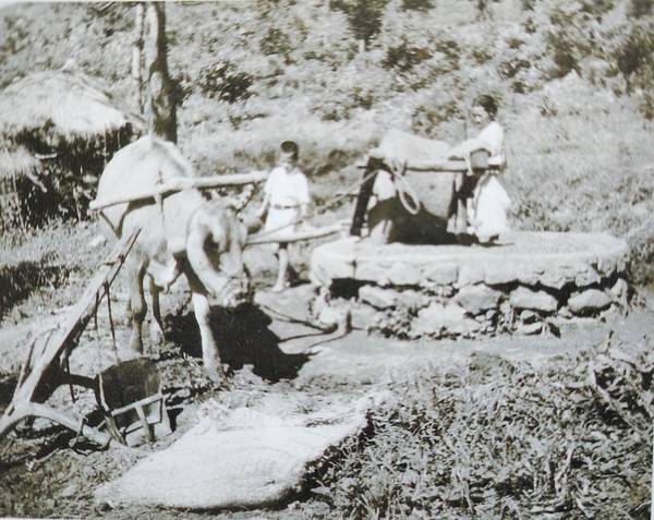 선두포 지역 마을 아낙네가 소가 돌리는 연자방아에 곡식을 찧고 있다. 아낙의 아들로 보이는 아이가 소 뒤를 따르고 있다. / ‘오스굿의 강화도 연구, 1947년’ 312쪽
