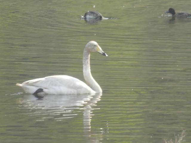 울산 태화강에서 발견된 큰고니. 울산시 제공