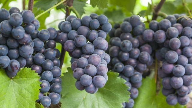 포도 껍질은 당뇨 예방에 도움될 수 있다｜출처: 클립아트코리아