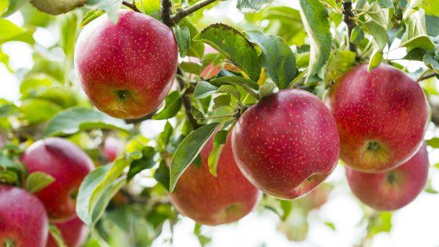 사과 껍질은 다양한 미네랄을 함유한다｜출처: 클립아트코리아