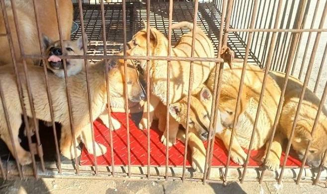 청주 불법 도축 농장에서 구조된 진돗개 믹스견. 청주시 제공.