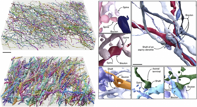 오스트리아 과학기술연구소 연구팀이 쥐의 뇌 조직에 확대 현미경과 형광 염료를 적용해 세밀한 관측이 가능하도록 만들었다. Nature 제공.