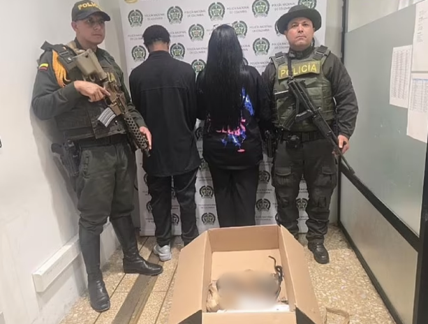 속옷에 원숭이를 숨겨 국경을 통과하려던 부부가 콜롬비아에서 붙잡히는 사건이 발생했다. 사진=데일리메일