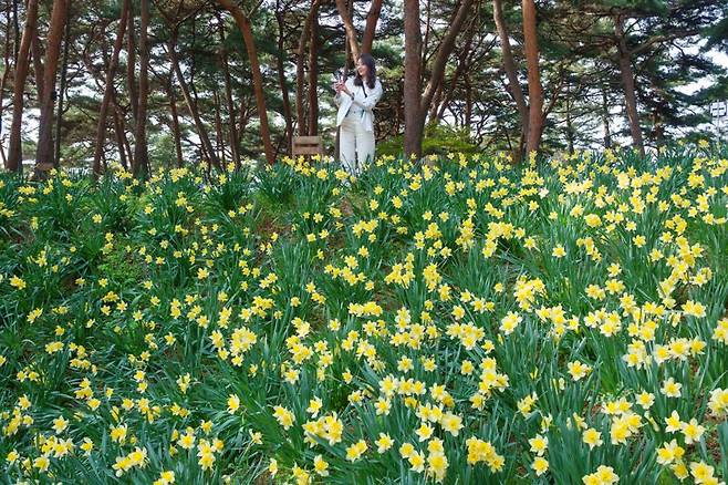 노란 수선화가 핀 유기방 가옥