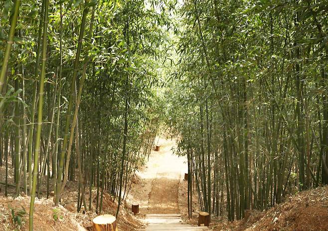 청화정 인근에 있는 대나무숲 산책로. 박미향 기자