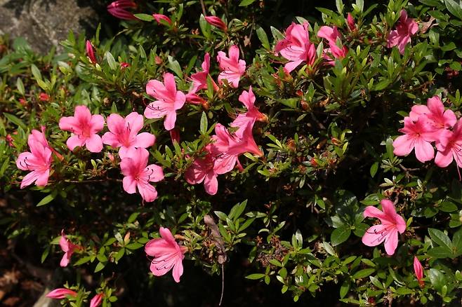 영산홍(사진, 국립생물자원관)