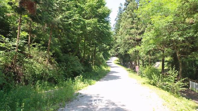 ▲ 전남 장성 축령산 편백숲