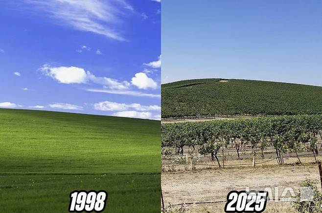 [서울=뉴시스] 영국 데일리메일에 따르면 윈도우 XP의 전설적 배경화면 '블리스'의 실제 촬영지가 포도밭으로 바뀌었다는 소식에 누리꾼들의 아쉬움이 이어지고 있다.(사진=데일리메일, 인스타그램 @insidehistory)