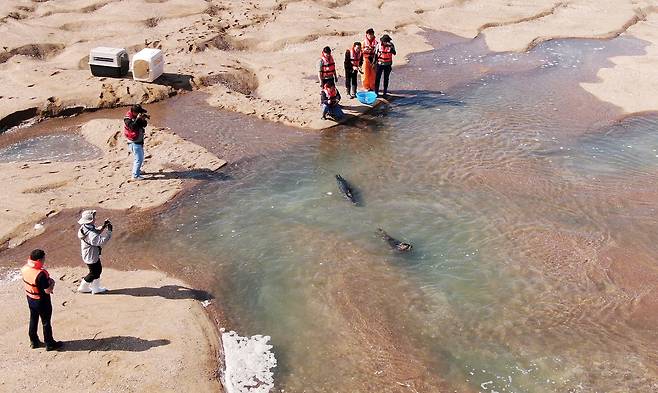 충남도가 지난해 10월 가로림만에서 방류한 물범 ‘봄이’와 ‘양양이’가 자연으로 돌아가는 모습.